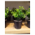 Artificial Green Bonsai Plant in Black Pot ISO
