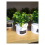 Artificial Succulent Plant in White Ceramic Pot ISO