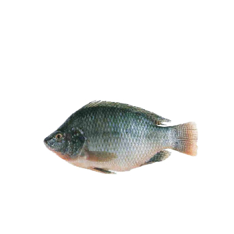 Fish & Dried Fish