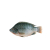 Tilapia Fish /1kg ISO