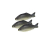 Muhazi Small Fish /Kg ISO