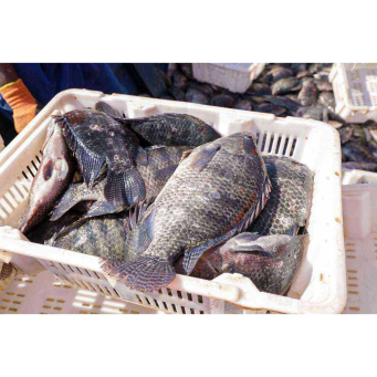Fish & Dried Fish (Amafi n'Indagara)