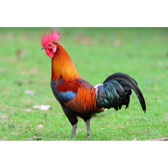 Farm & Livestock