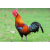 Local Rooster Live