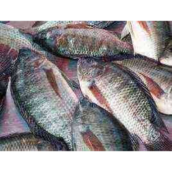 Fish & Dried Fish (Amafi n'Indagara)
