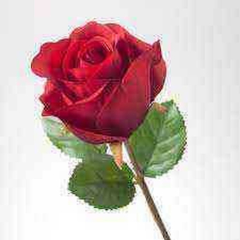 Gifts & Flowers