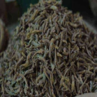 Zanzibar Silver Fish Indagara ISO (Indagara)