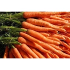 Carrots ISO (Karoti)