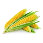 Fresh Maize Cob ISO (Ikigori)