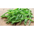 Green Beans ISO