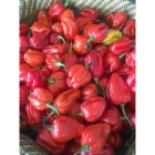 Red Chili ISO (Urusenda Rutukura)