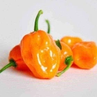 Yellow Chili Pepper ISO (Urusenda rw'Umuhondo)