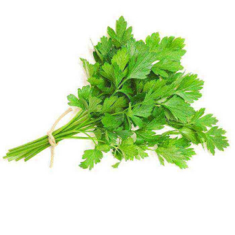 Celery ISO (Seleri)