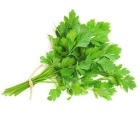 Celery ISO (Seleri)