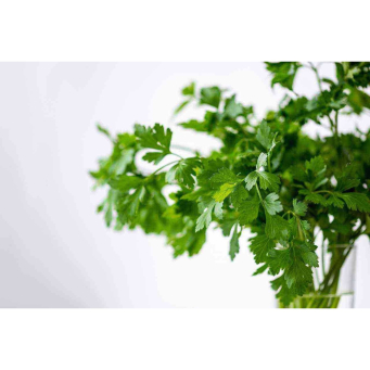 Coriander Dhania ISO (Daniya)