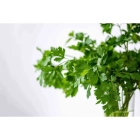 Coriander Dhania ISO (Daniya)