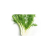 Fennel ISO
