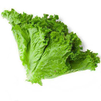 Lettuce ISO (Salade)
