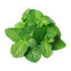 Mint Leaves ISO (Menti)