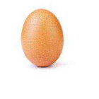 Layer Egg ISO (Igi)