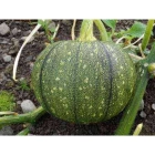 Pumpkin Leaves ISO (Imboga z'Igihaza)
