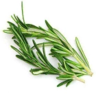 Rosemary ISO (Romarin)