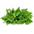 Spinach ISO (Epinari)