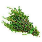 Thyme ISO (Teyi)