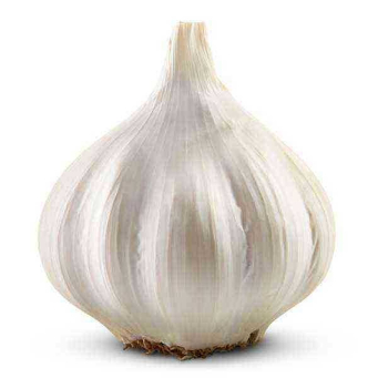 Garlic ISO (Tungurusumu)