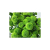 Green Flower Pompom or Pom Buttons/bunch ISO