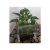 Fresh Flower In High Quality Glass Vase Indoor Greenery&Water ISO