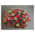Harmony Rose Delight ISO