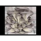 Fresh Mushrooms ISO (Ibihumyo)