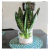 Indoor Vase of Snake Fresh Flower in Water ISO